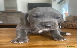 Great Dane dogs for sale: KC registered Great Danes  blues & black - Image 15