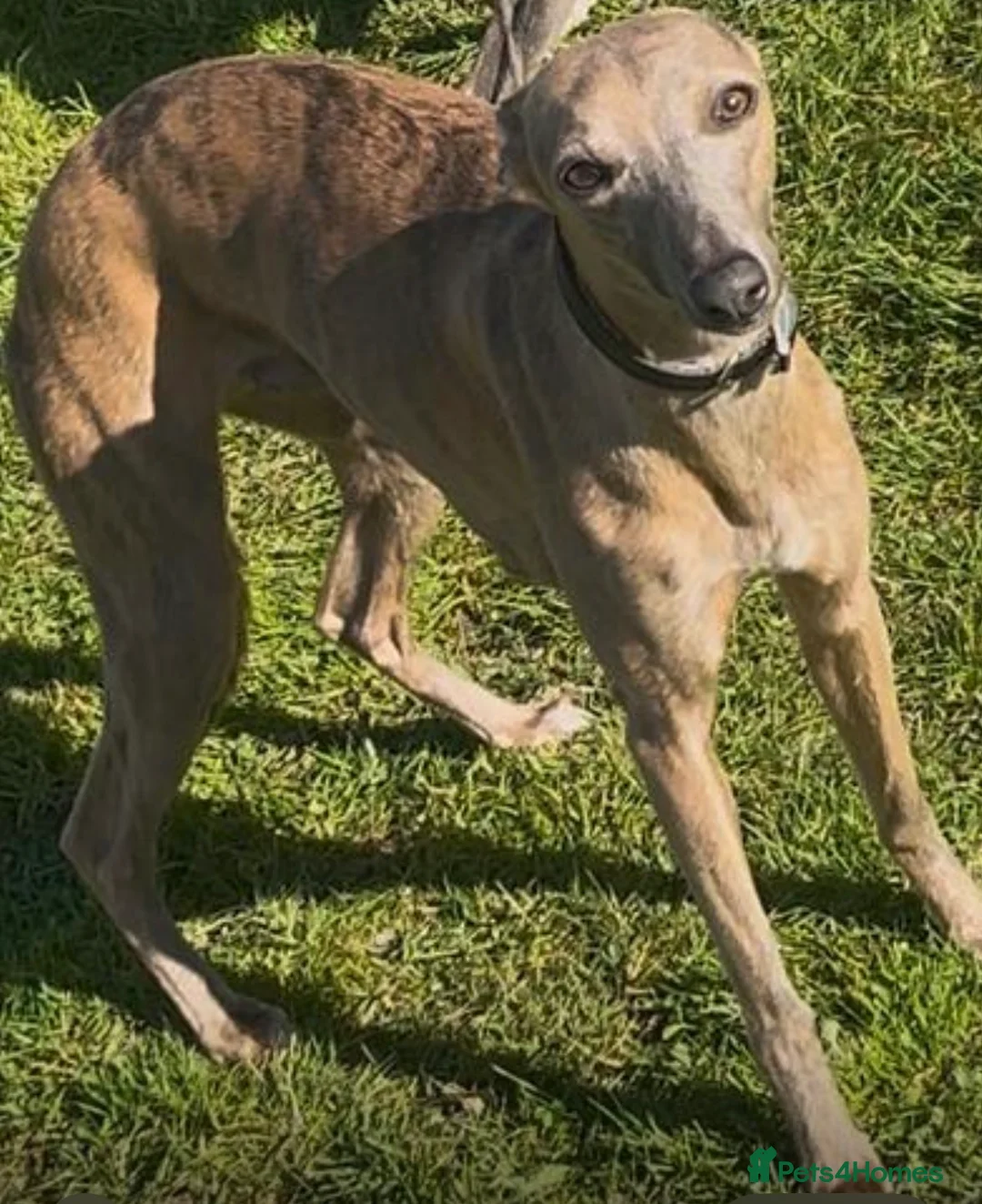 Whippet dogs for sale: Outstanding whippet puppies. - Advert 1