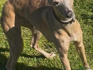 Whippet dogs Outstanding whippet puppies. - Advert 5