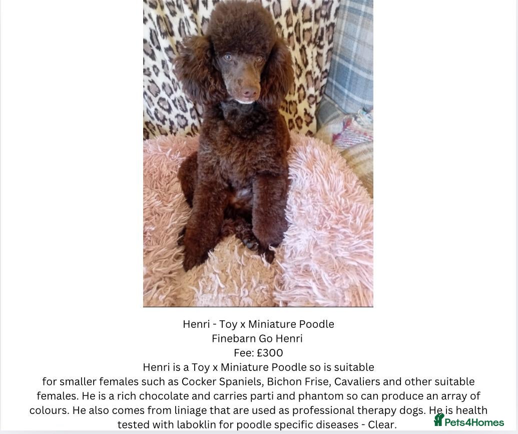 Miniature Poodle dogs Chocolate Toy x Miniature Poodle Stud in Warwick - Advert 5