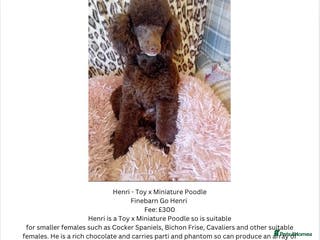 Miniature Poodle dogs Chocolate Toy x Miniature Poodle Stud in Warwick - Advert 9