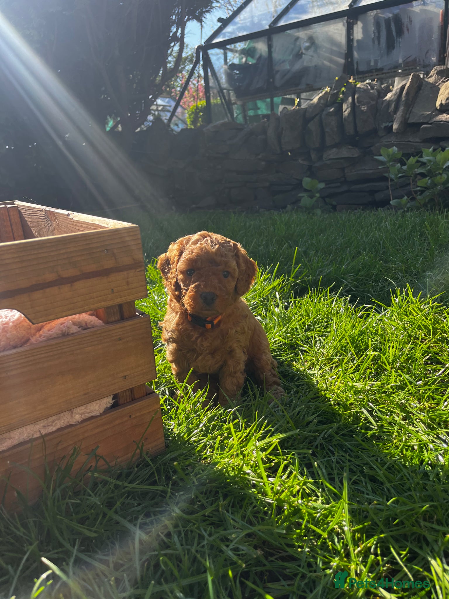 Cockapoo dogs Miniature f1b Cockapoo DNA clear 🐶  - Advert 2
