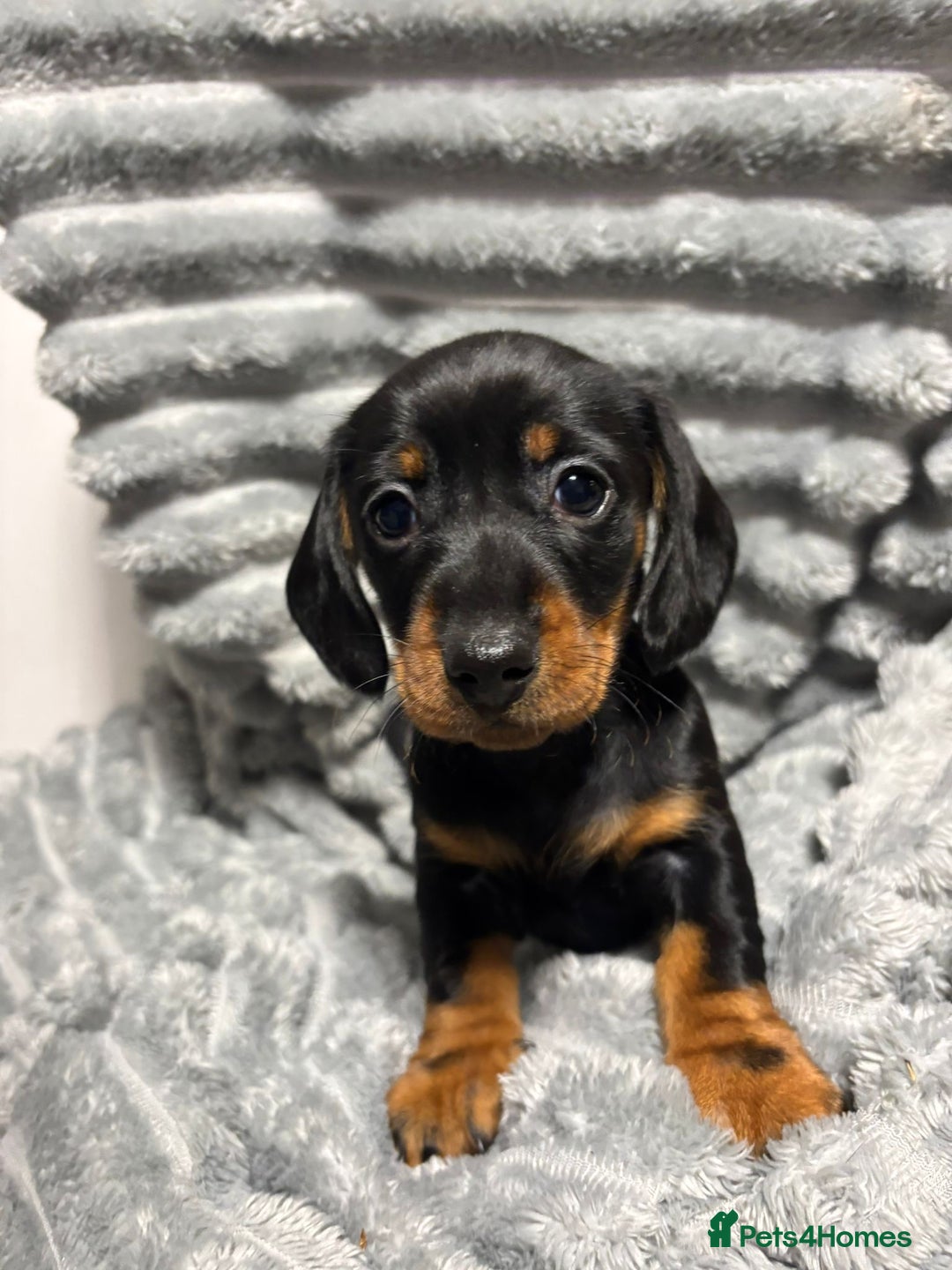 Miniature Dachshund dogs for sale: Miniature Dachshund Puppies for Sale!💙🩷 - Image 7