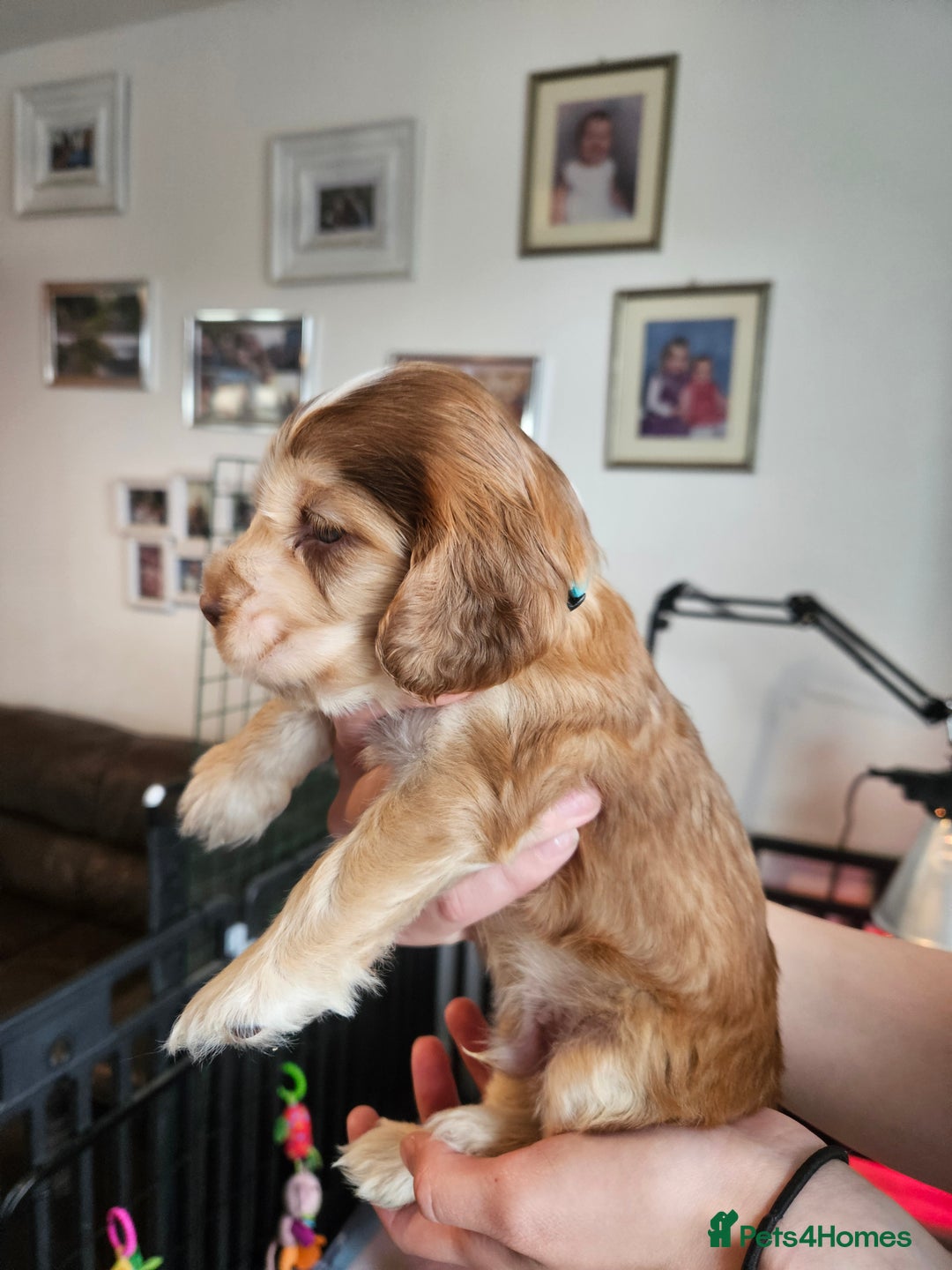 Cocker Spaniel dogs for sale: Sable Show Cocker spaniel Puppies ready now - Image 22