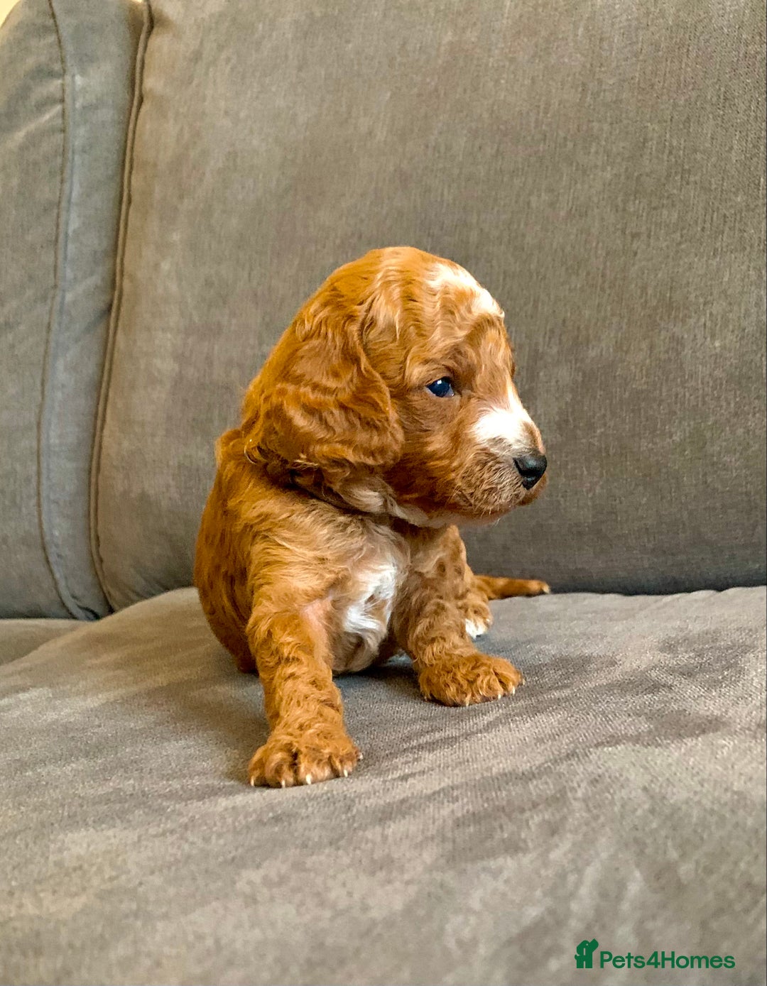 Cockapoo dogs for sale: Cockapoo - Advert 27