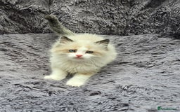 Ragdoll cats for sale: GCCF registered Ragdoll kittens  - Image 27