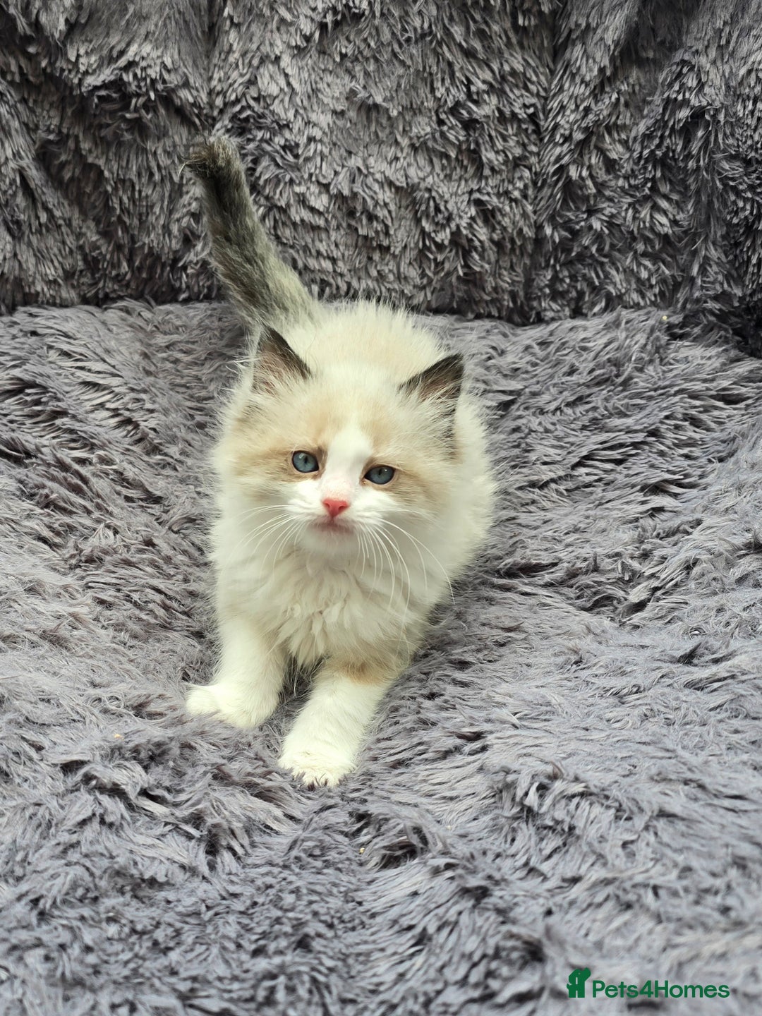 Ragdoll cats for sale: GCCF registered Ragdoll kittens  - Image 27