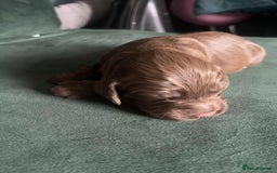 Cocker Spaniel dogs for sale: Working Cocker Spaniel Puppy’s  - Image 3