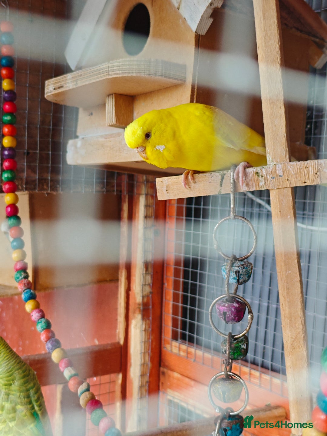 Budgerigars birds for sale: Budgies (Parakeets) for sale! - Image 9