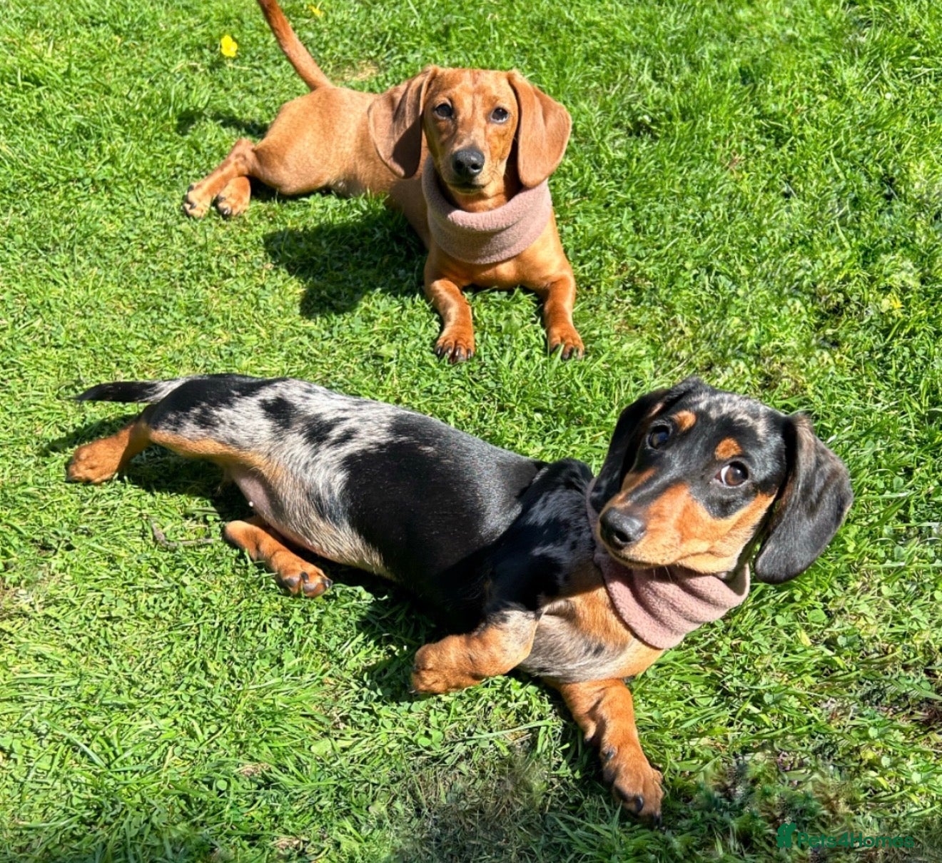 Miniature Dachshund dogs for sale: Miniature dachshunds  - must be rehomed together - Advert 2