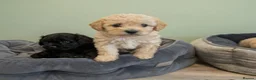 Maltipoo dogs for sale: Teddy bear Maltipoos, DNA Health tested - Advert 17