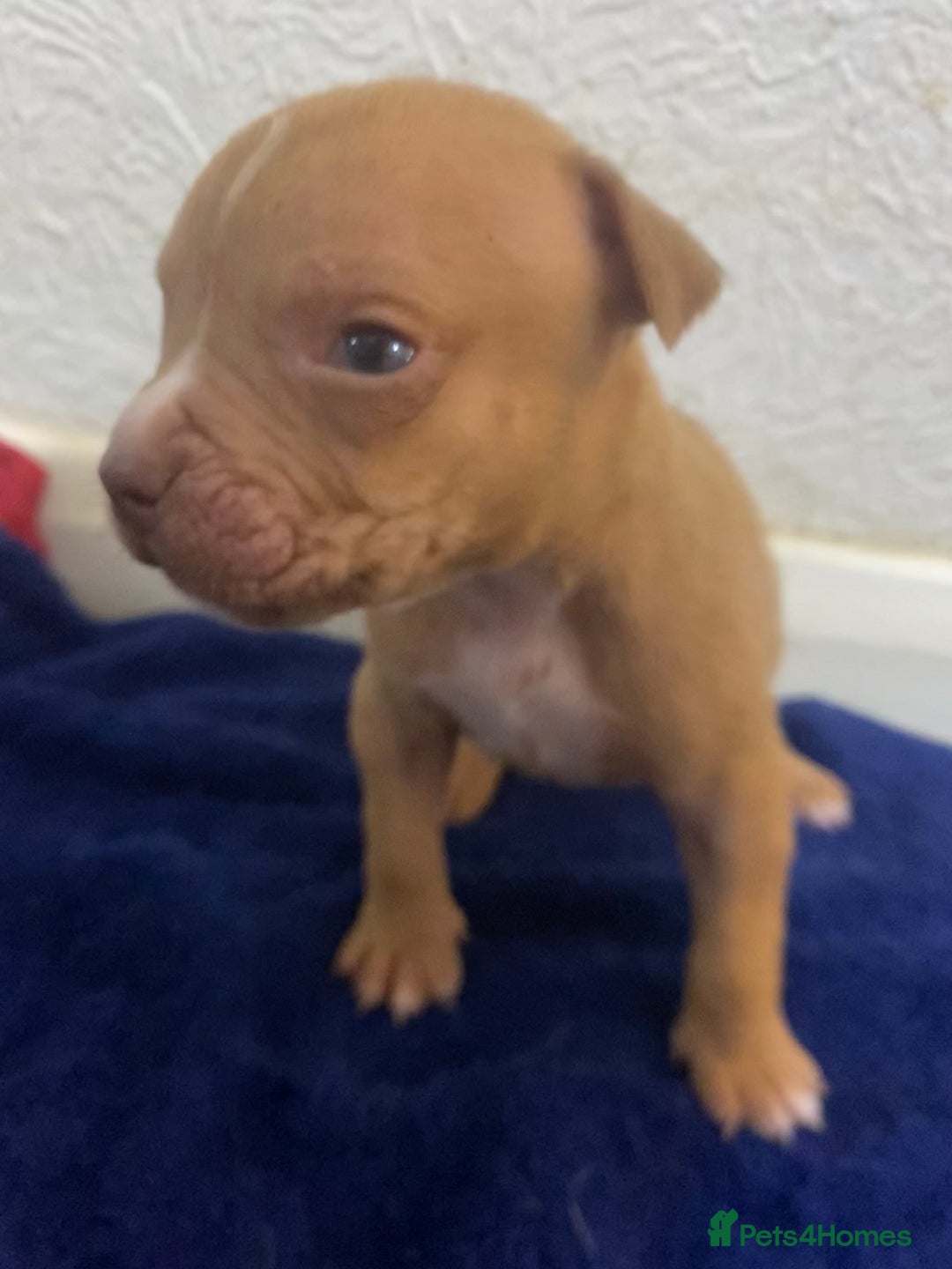 Mixed Breed dogs for sale: Staff puppies - Advert 2