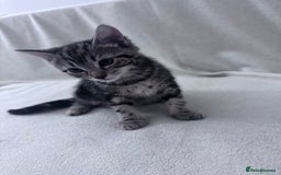 Mixed Breed cats for sale: Cute kittens looking for nice home  - Image 26