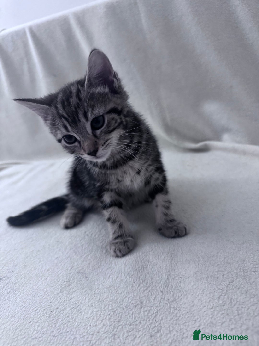 Mixed Breed cats for sale: Cute kittens looking for nice home  - Image 26