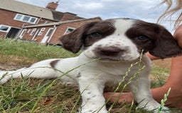 English Springer Spaniel dogs for sale: KENNEL CLUB Pedigree Springer Spaniel Puppies - Image 10