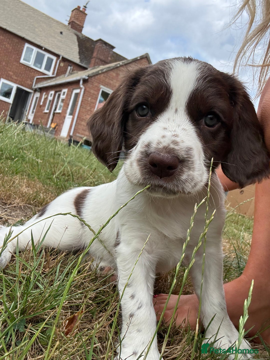 English Springer Spaniel dogs for sale: KENNEL CLUB Pedigree Springer Spaniel Puppies - Image 10