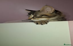 Maine Coon cats for sale: Maine coon cross kitten - Image 5