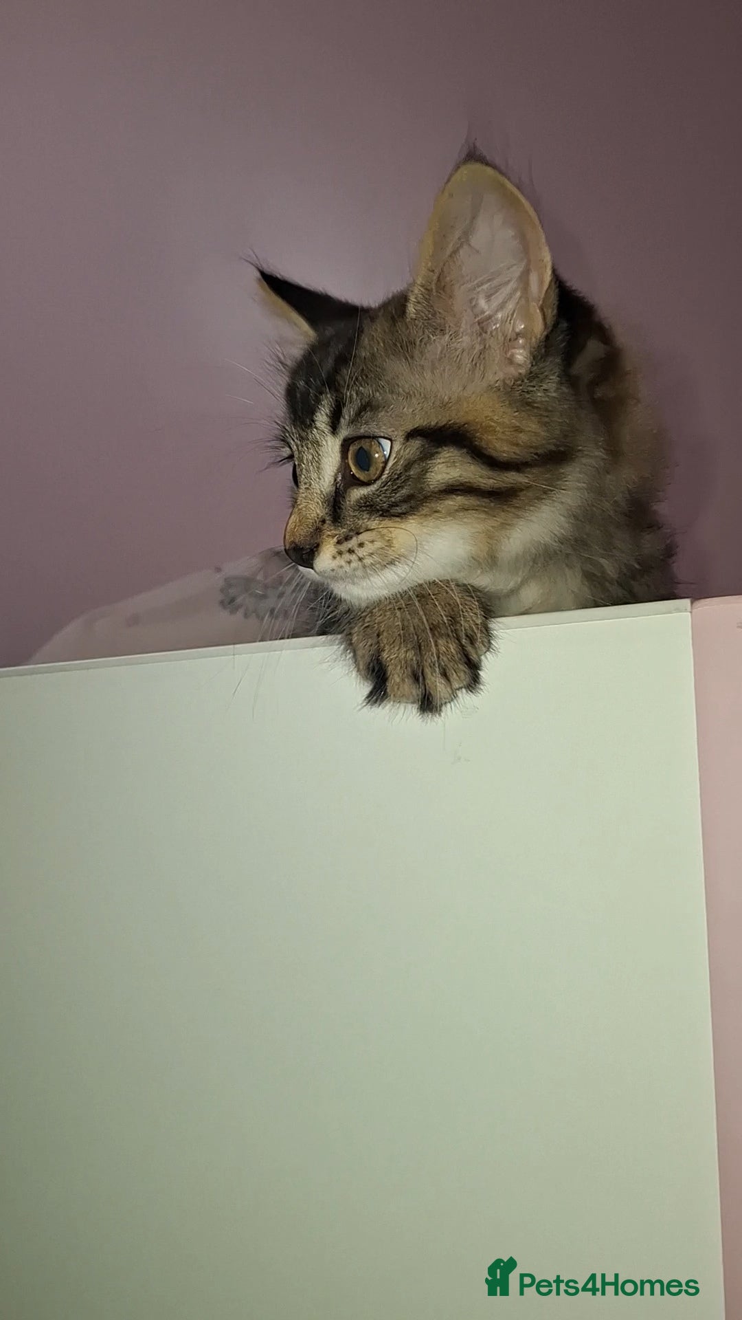 Maine Coon cats for sale: Maine coon cross kitten - Image 5
