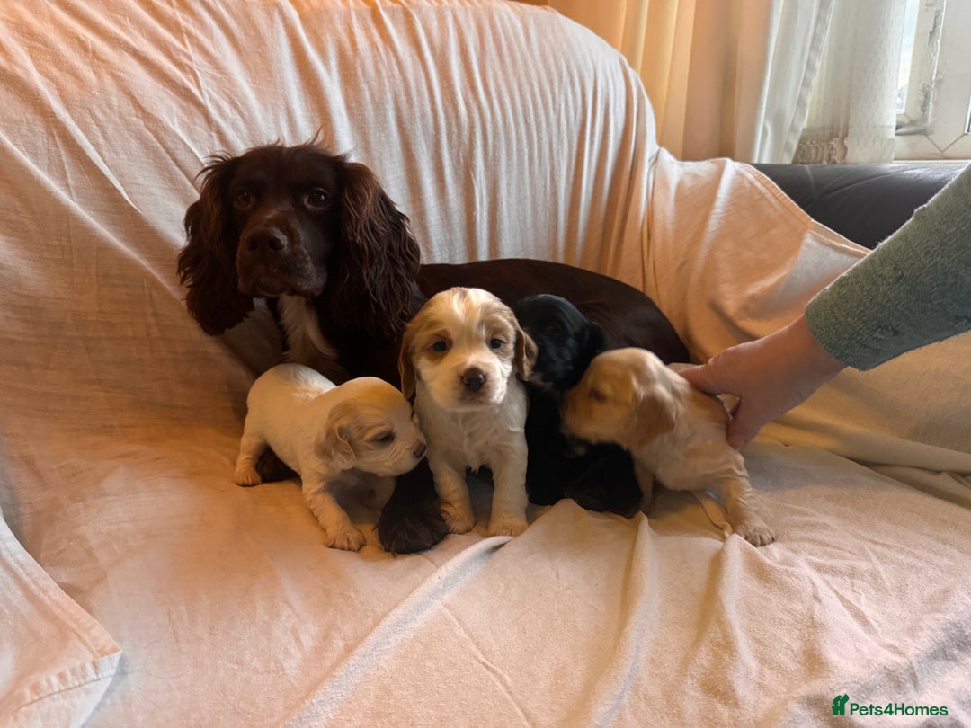 Sprocker dogs for sale: Sprocker spaniel puppies  - Advert 9