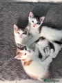 Mixed Breed calico female unique markings
