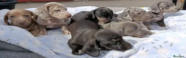 Dachshund 8