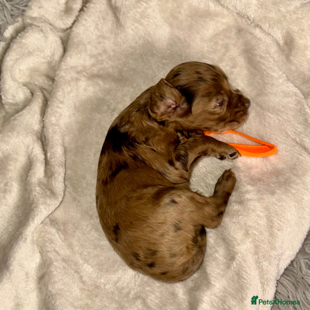 Cocker Spaniel dogs for sale: 🐶THE 8 MISFITS of SHEER BEAUTY🐶 - Advert 21