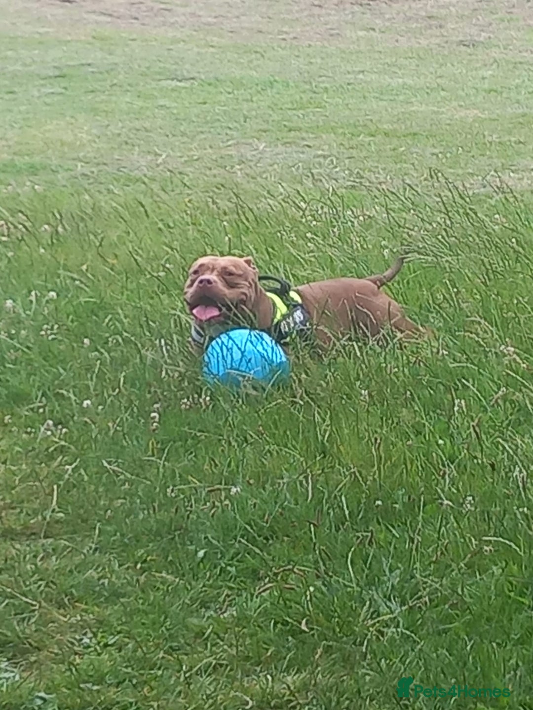 American Bully dogs for sale: princess for rehoming - Image 3