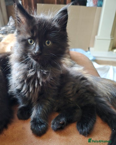 Mixed Breed cats - Advert 3