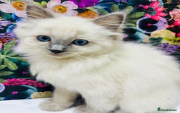 Ragdoll cats for sale: Beautiful Ragdoll Kittens  - Image 13