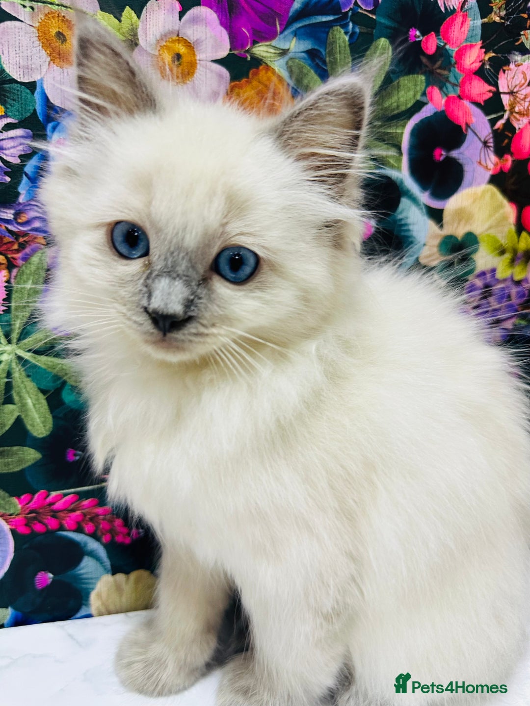 Ragdoll cats for sale: Beautiful Ragdoll Kittens  - Image 13