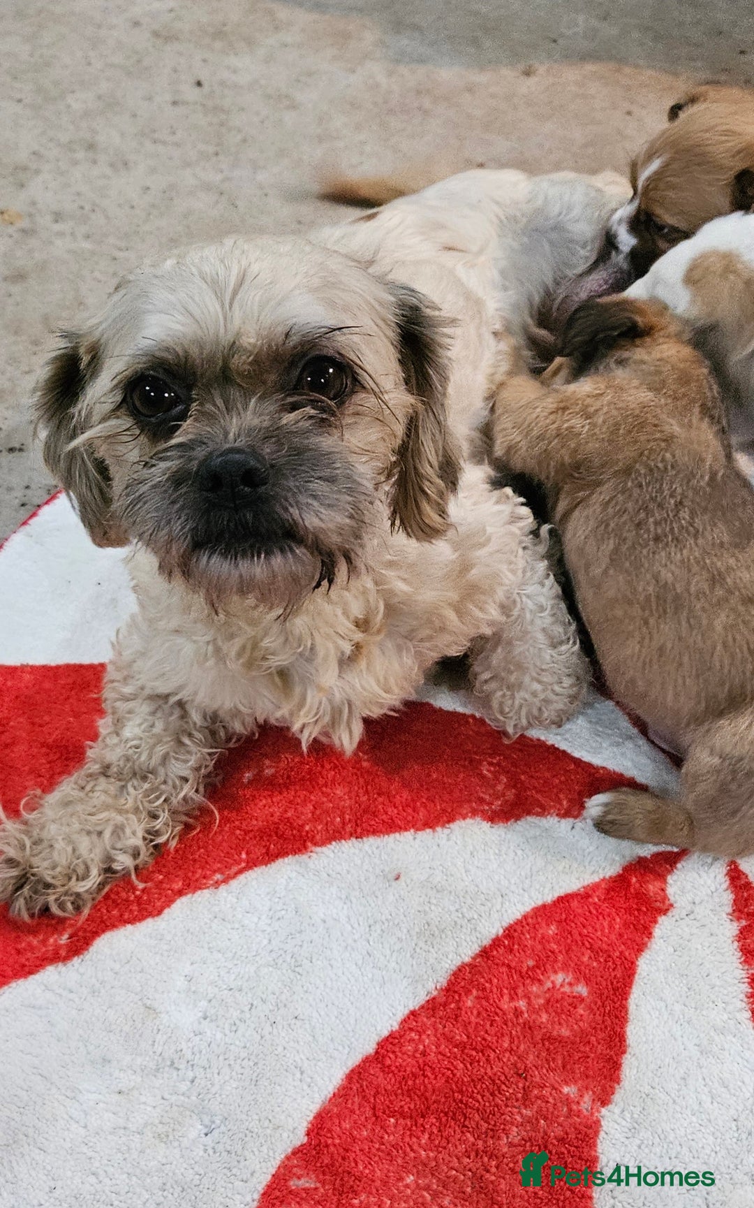 Mixed Breed dogs for sale: Shitzu cross jack Russell  - Advert 1