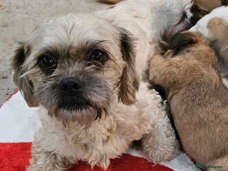 Mixed Breed dogs Shitzu cross jack Russell - Advert 1