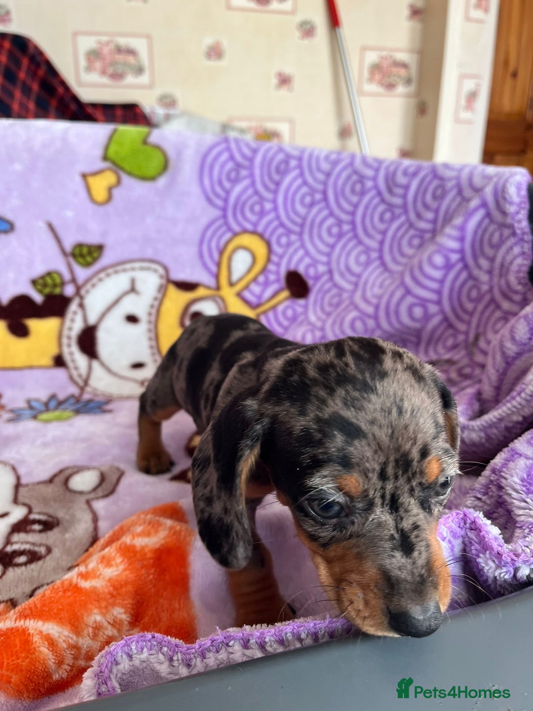 Dachshund dogs for sale: Just one girl left. Ready for her new homes - Advert 27