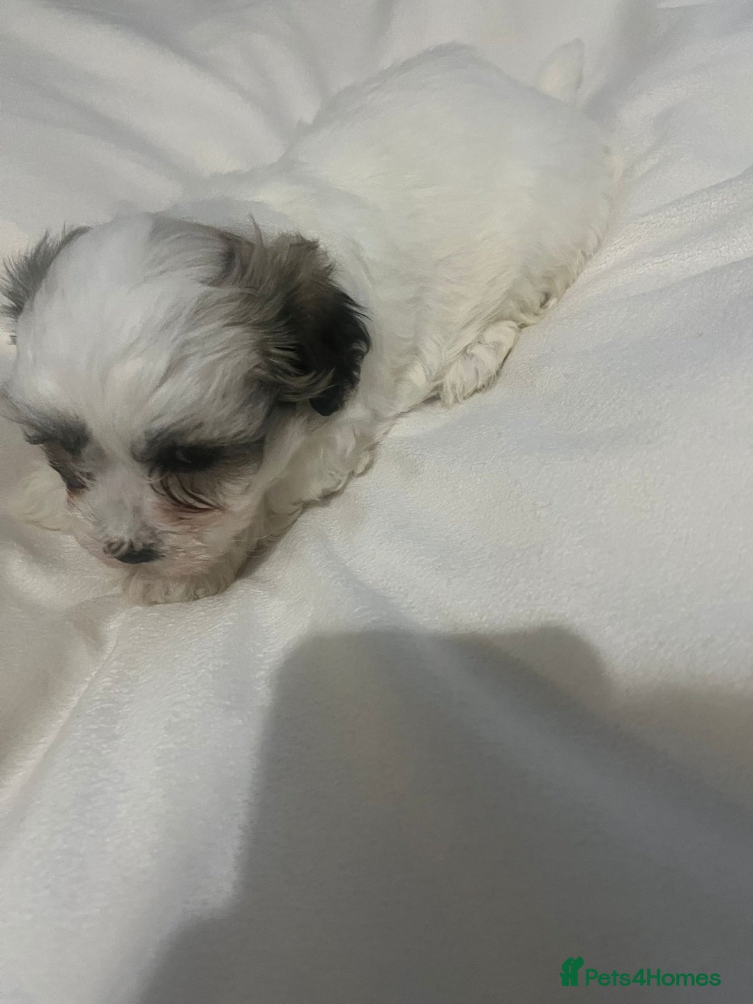 Maltipoo dogs for sale: Maltipoo puppies 💕 - Advert 7