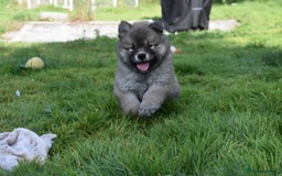 Chow Chow dogs for sale: Genuine Teddy Bear Chowski Puppies - Image 14