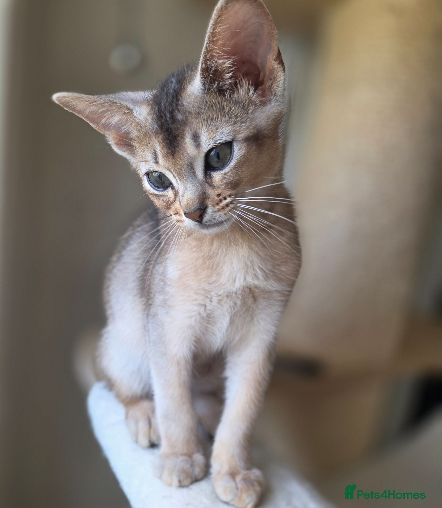 Abyssinian cats  💥 Only 1 boy available! ❤️ - Advert 2