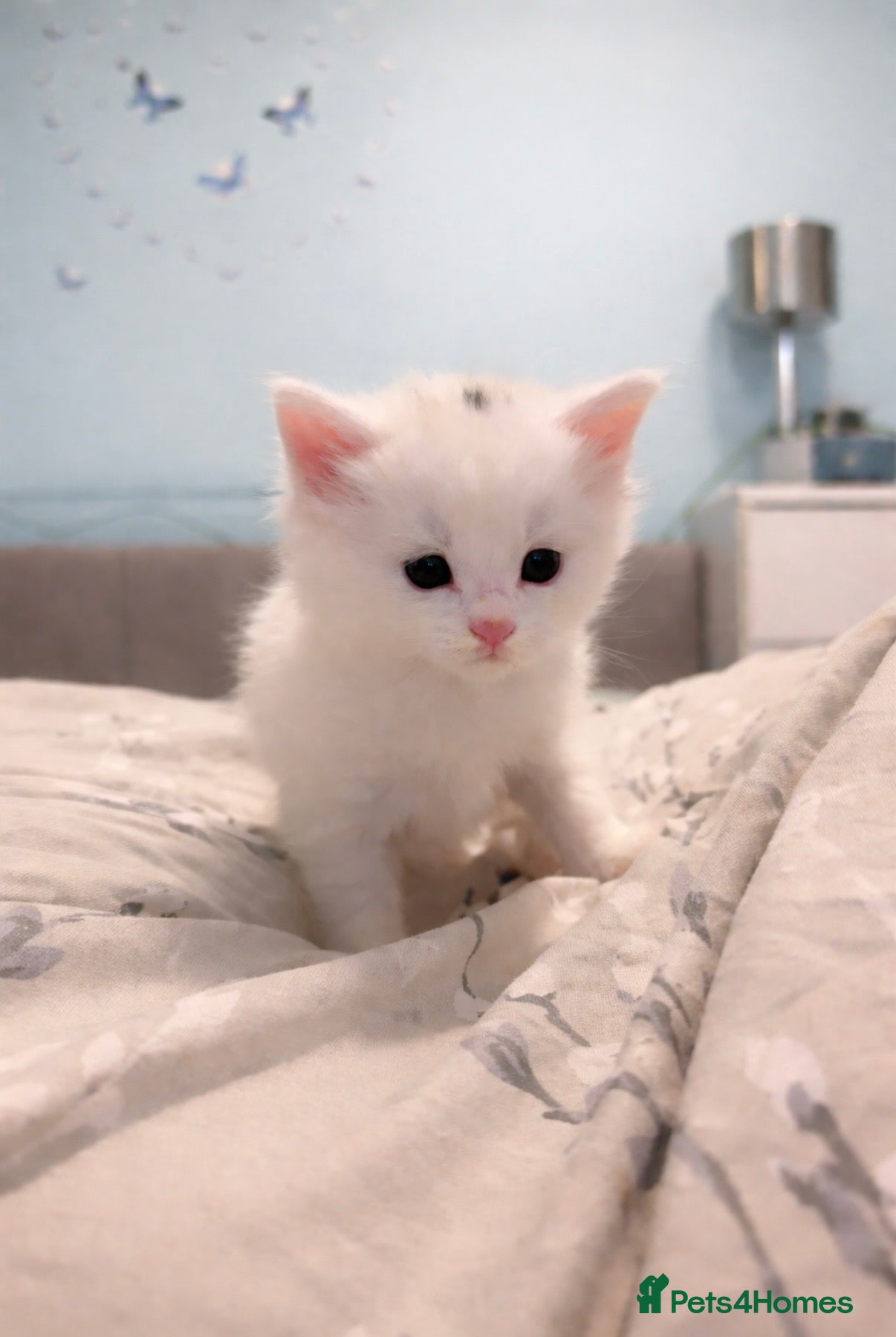 Maine Coon cats Maine coon cross kittens - Advert 13