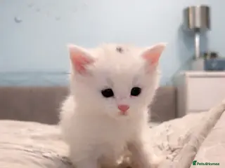 Maine Coon cats Maine coon cross kittens - Advert 13