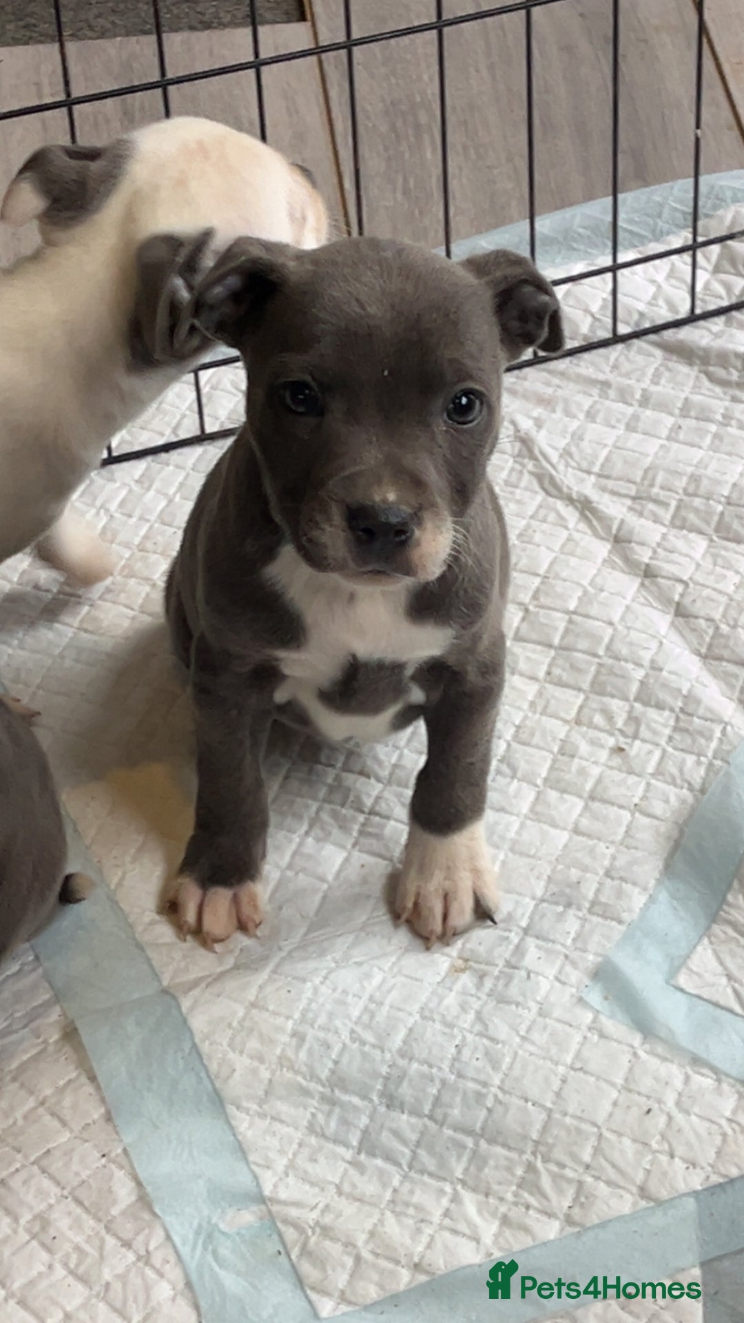 Staffordshire Bull Terrier dogs for sale: Staffordshire bull terrier pups  - Advert 6