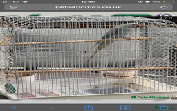 Parakeets birds for sale: Blue Indian Ringneck Parakeet - Image 1