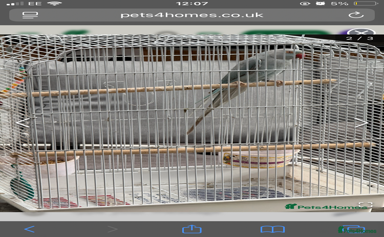 Parakeets birds - Advert 1
