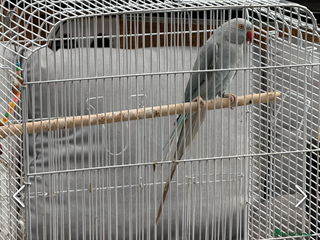 Parakeets birds - Advert 11