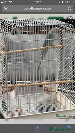 Parakeets birds - Advert 1
