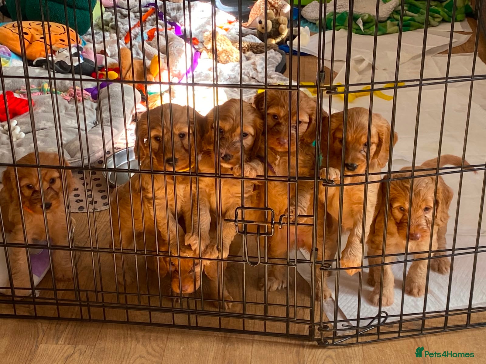 Cockapoo dogs F1b Cockapoo puppies - Advert 15