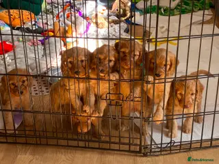 Cockapoo dogs F1b Cockapoo puppies - Advert 15