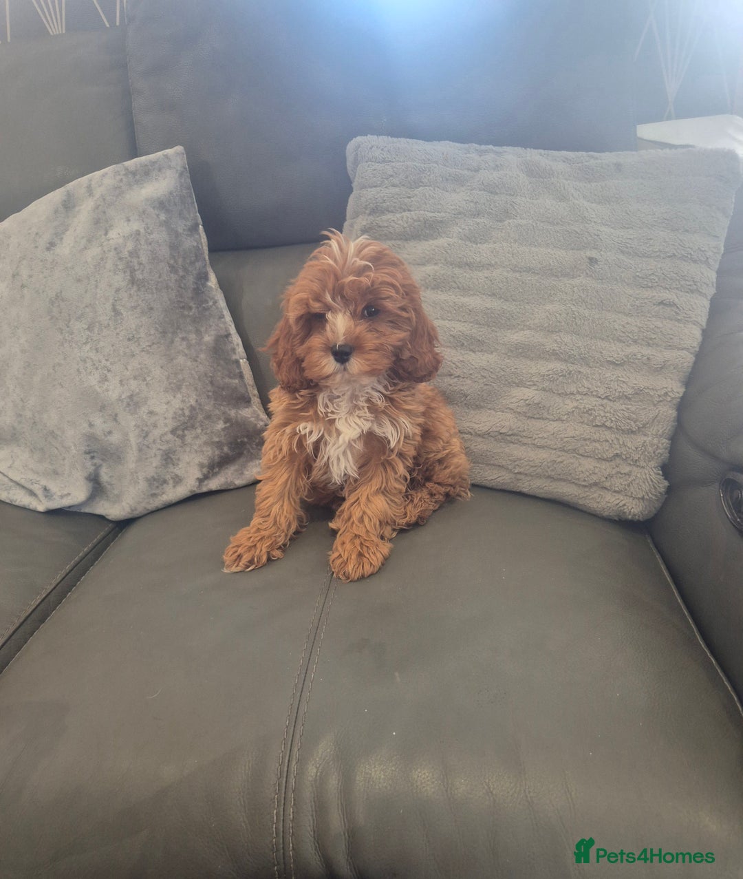 Cavapoo dogs for sale: Stunning Cavapoo Babies - ready this weekend - Image 28