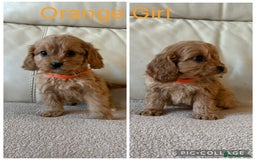 Cavapoo dogs for sale: Beautiful Cavapoo Puppy’s  - Advert 5