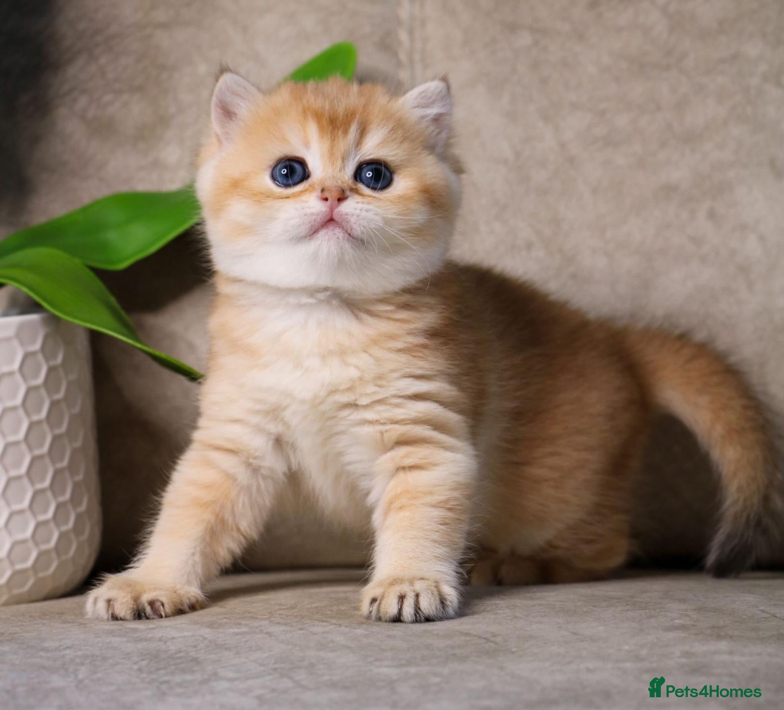British Shorthair cats BSH + Persian Kittens-Only 1 Left!! - Advert 17