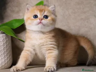 British Shorthair cats BSH + Persian Kittens-Only 1 Left!! - Advert 17