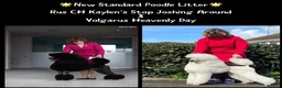 Standard Poodle dogs for sale: Outstanding Standard Poodle Puppies - Advert 3
